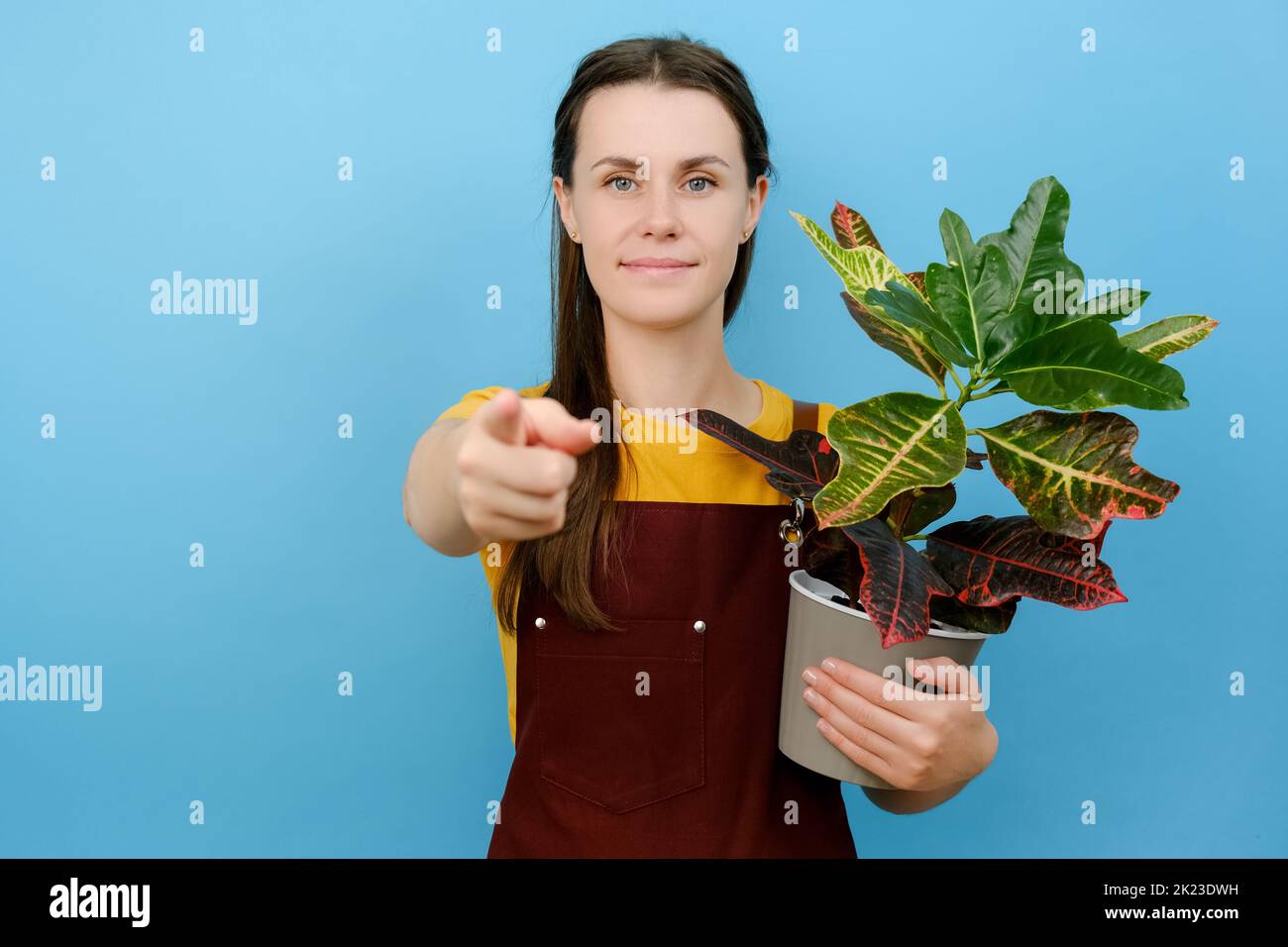 Portrait of cheerful young woman florist points at camera, has broad smile, holding potted plant, wears apron, poses against blue background with copy Stock Photo