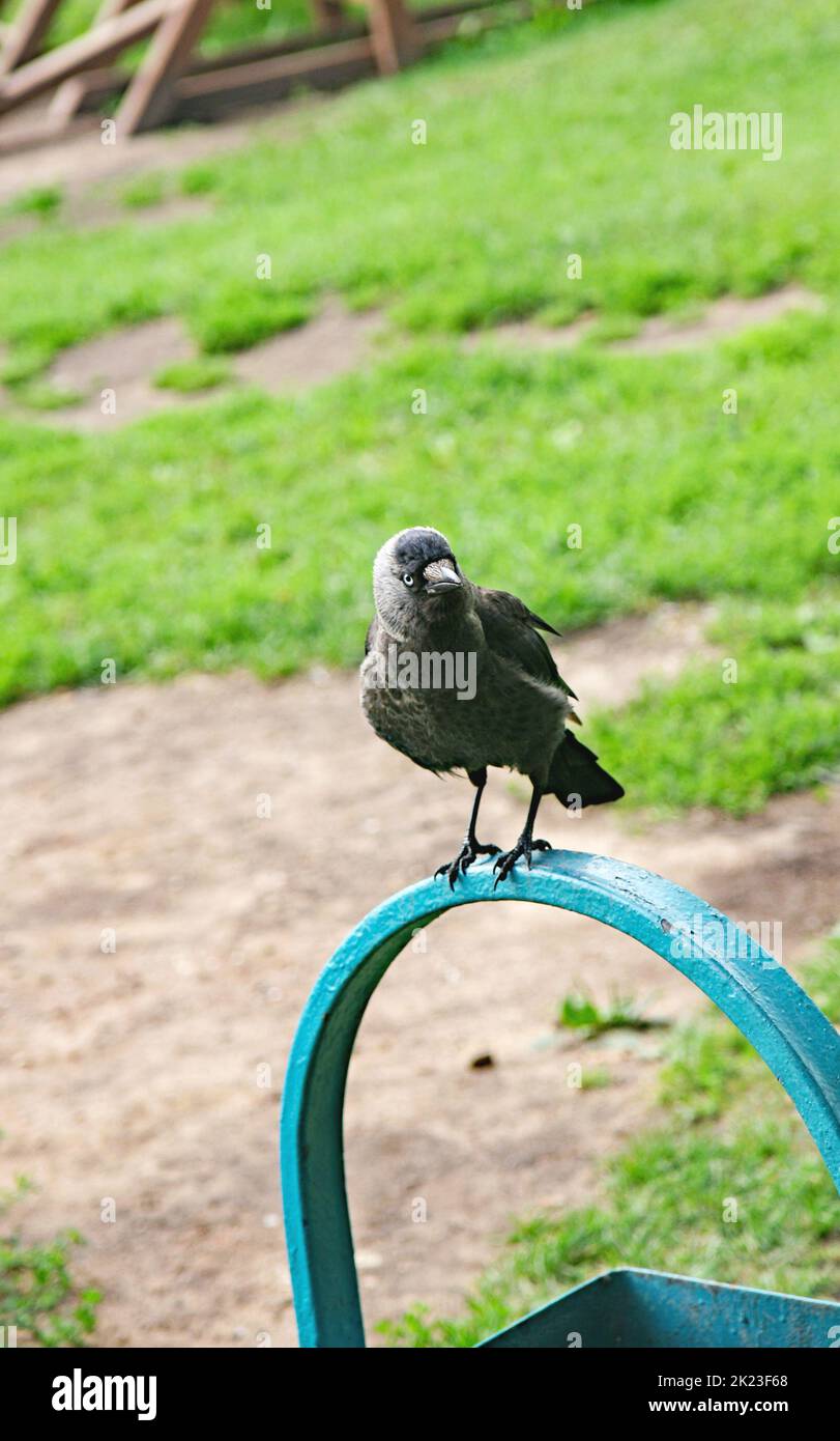 Black bird on the litter bin in a park in Moscow, Russia, Russian