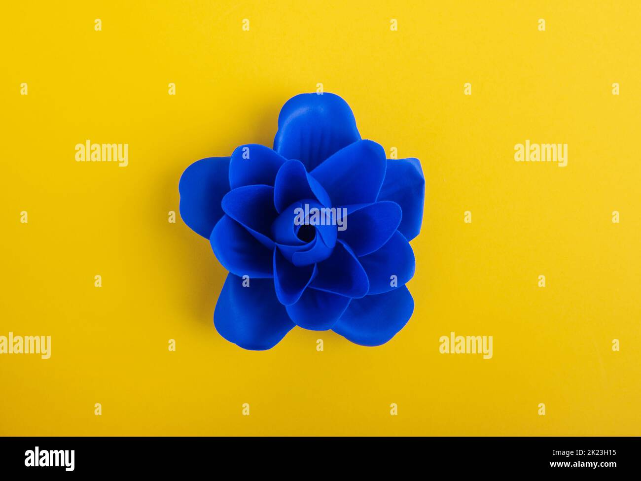 Blue flower on a yellow background Stock Photo