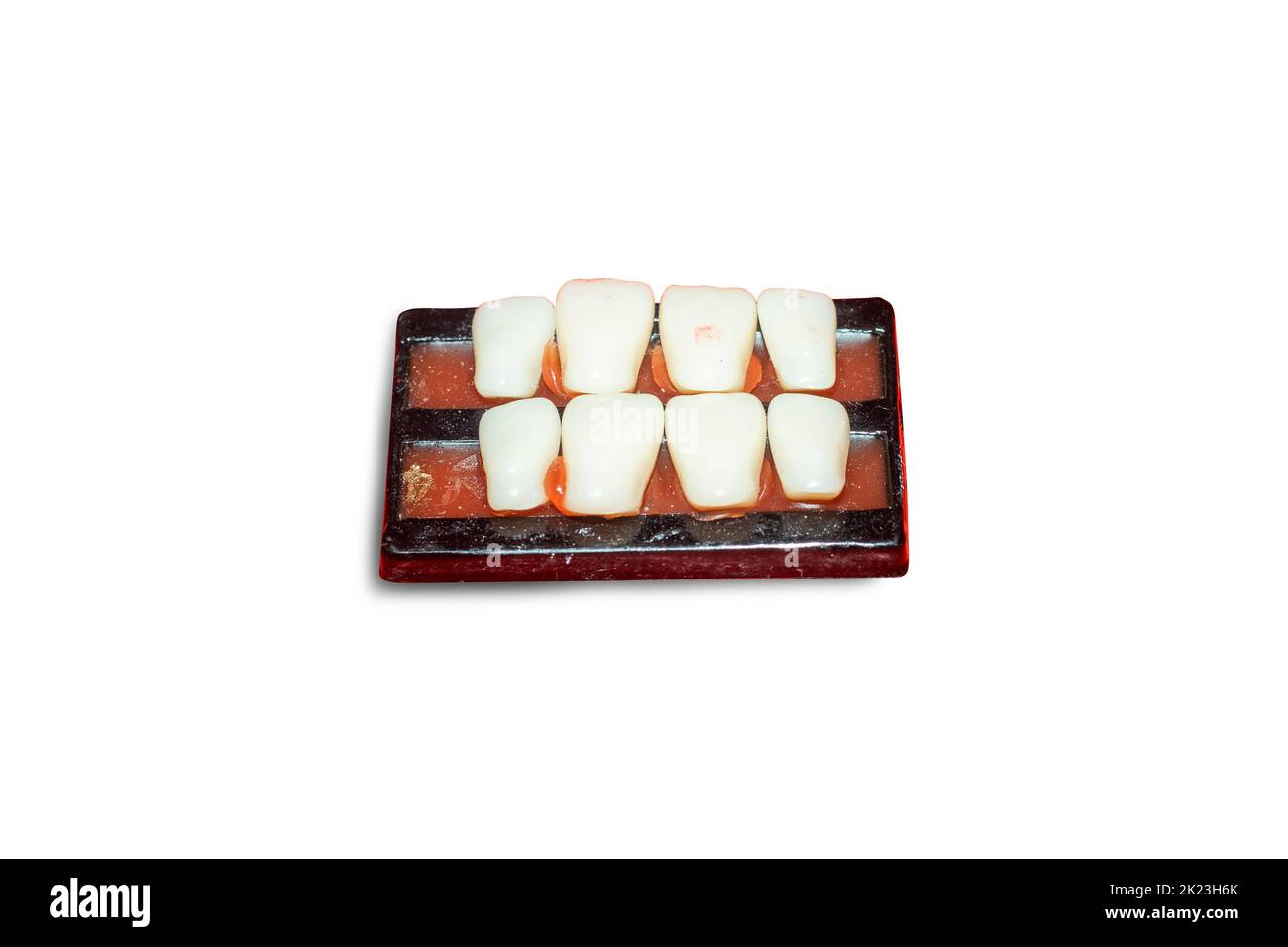 Dental teeth medical anatomy model mental human tooth model. Denture model dentistry cares about fake teeth. Excellent for demonstrating dental on whi Stock Photo