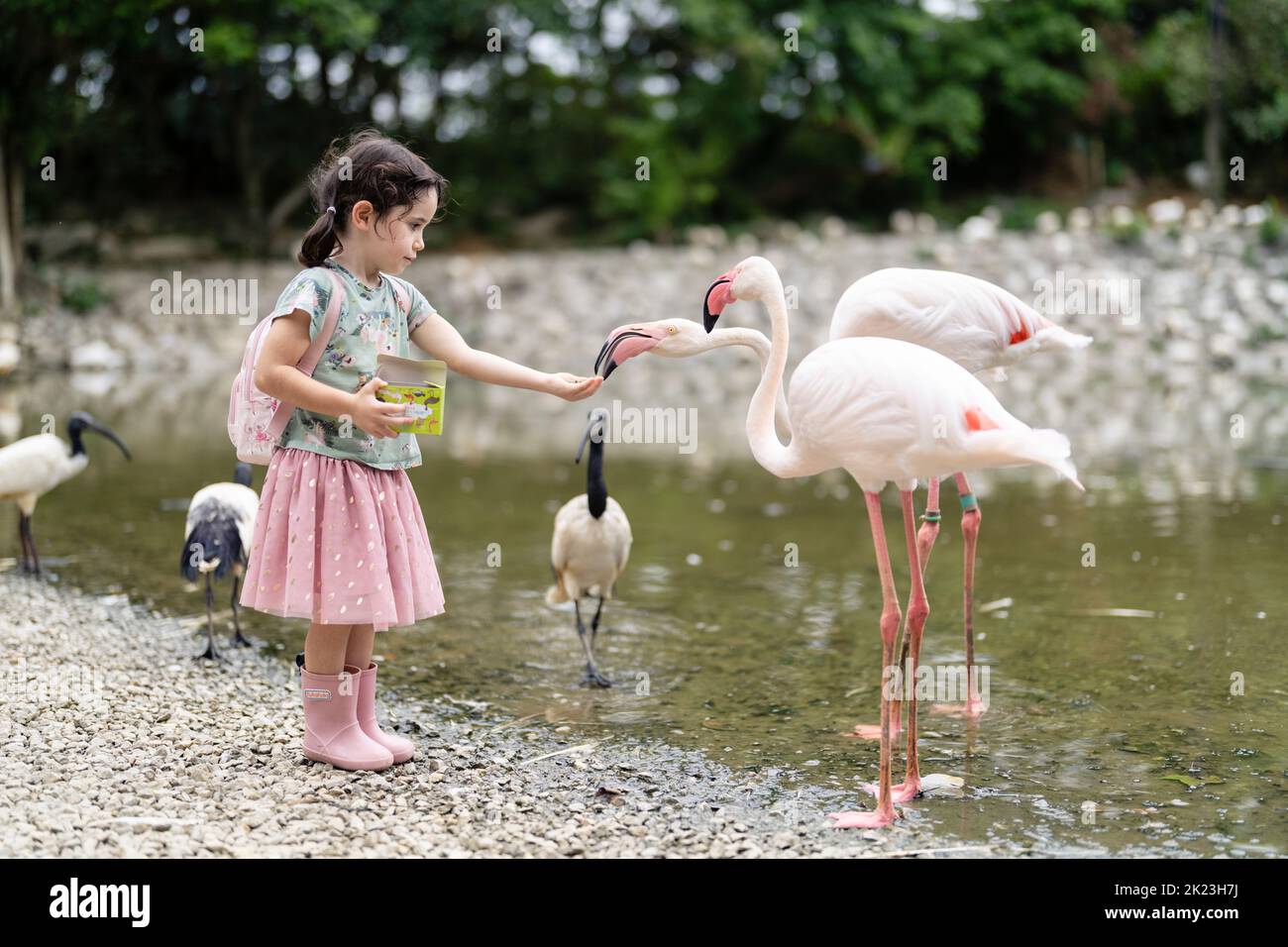 Feeding the flamingos at Neo Park, Nago, Okinawa. Stock Photo
