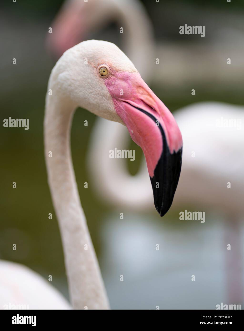 Flamingo at Neo Park, Nago, Okinawa. Stock Photo