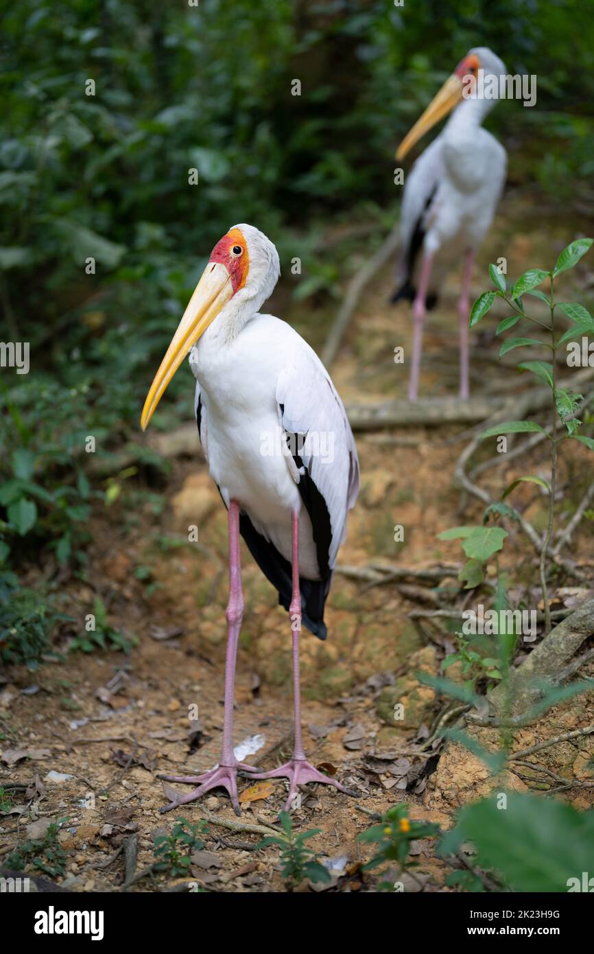 Yellow-billed stork Mycteria ibis at Neo Park, Nago, Okinawa. Stock Photo