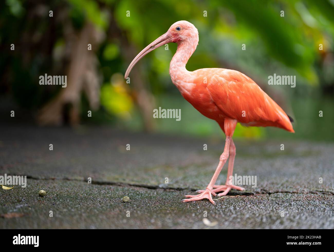 Scarlet ibis (Eudocimus ruber) at Neo Park, Nago, Okinawa. Stock Photo
