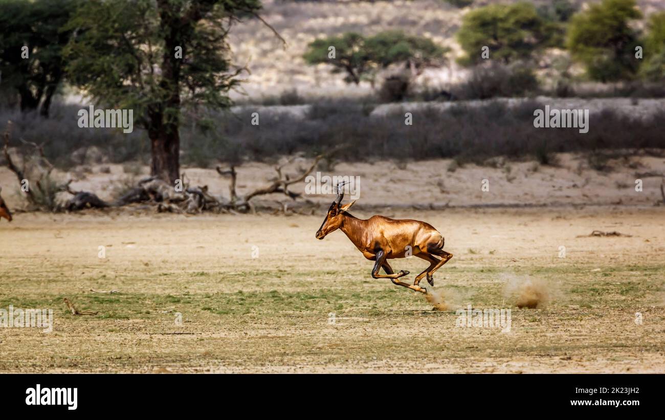 Hartebeest running side view in dry land in Kgalagadi transfrontier ...