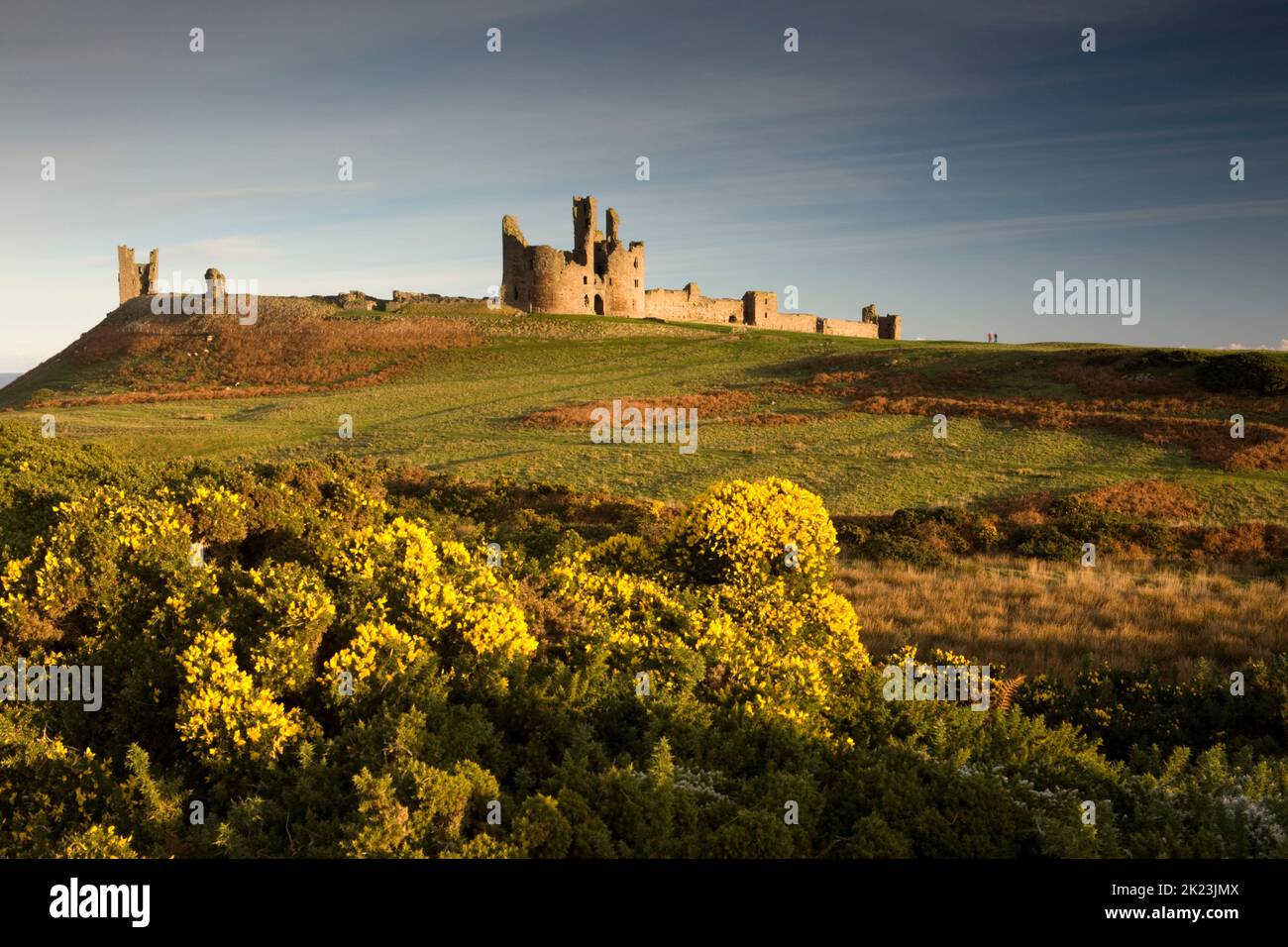 Flowering gorse in front of Dunstanburgh Castle which sits near the village of Craster on the Northumberland coast of England Stock Photo
