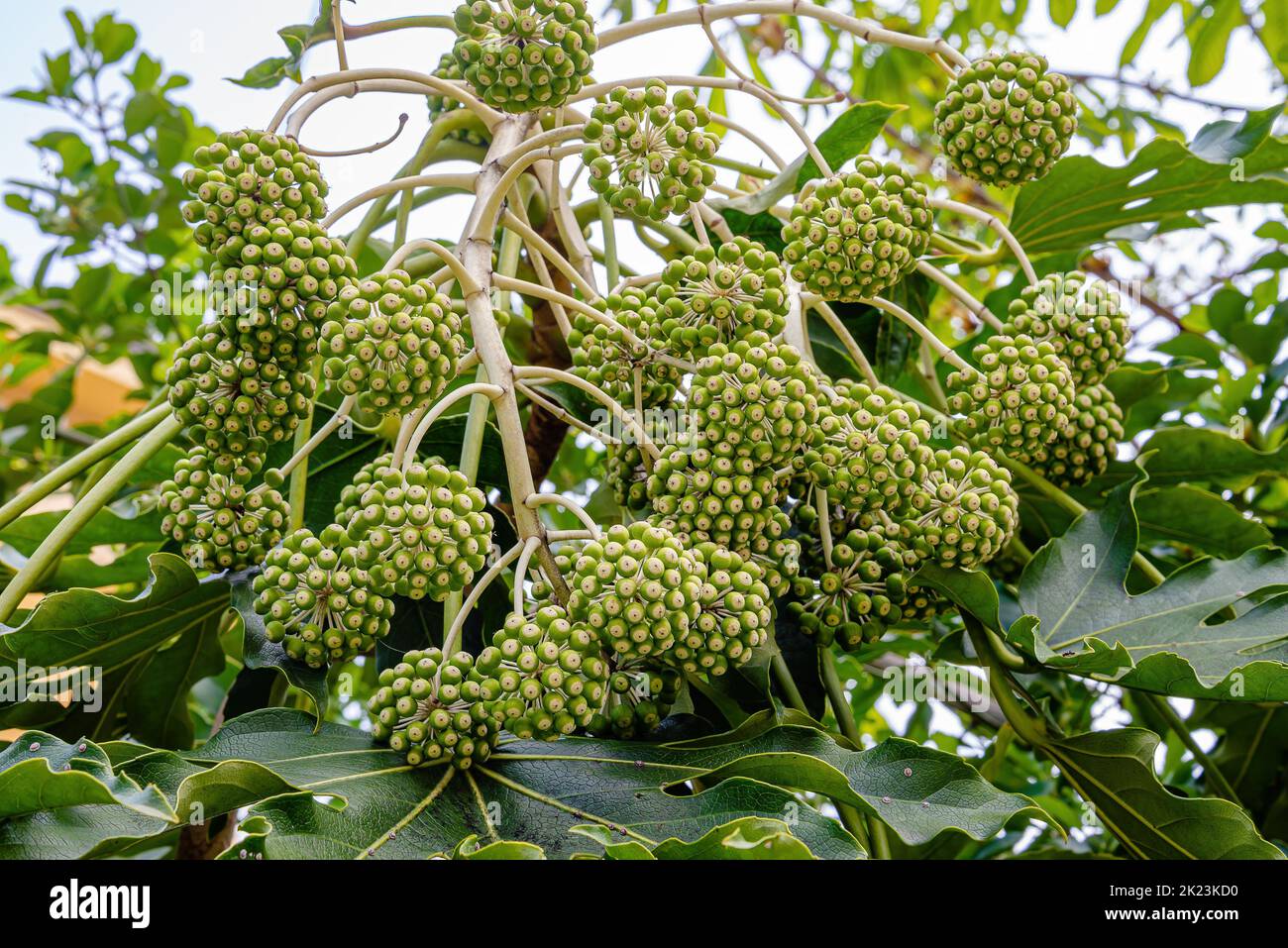 Closeup on Fatsia japonica fruits in a garden in Pesaro, Marche region of Italy Stock Photo
