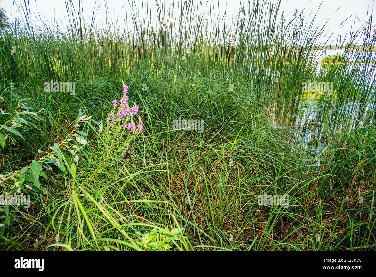 Pink Lythrum Salicaria growing close to the Dnieper river in Kiev, Ukraine, under the hot summer sun Stock Photo