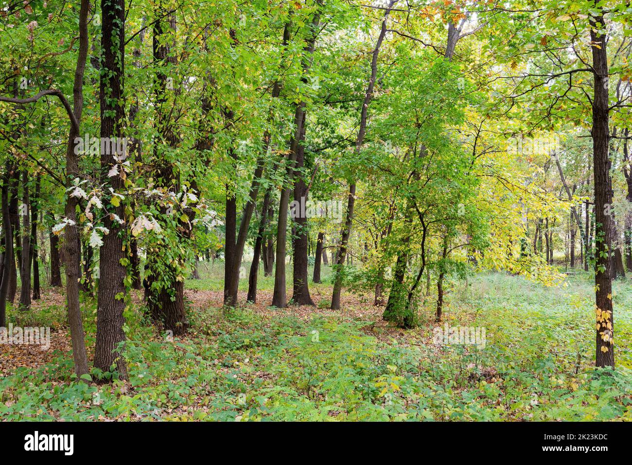 Inextricable forest between maple, oak and poplar trees in a sunny autumn day Stock Photo