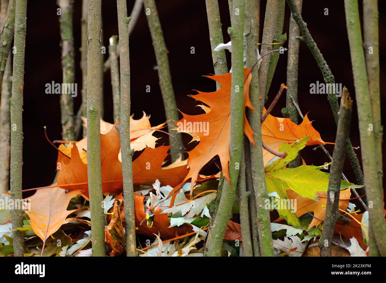 Colored autumn leaves in the forest. Stock Photo