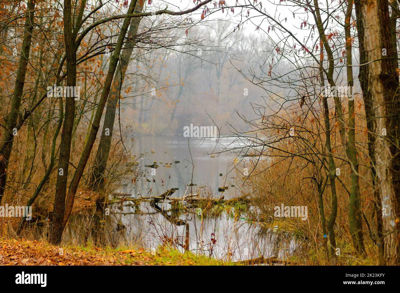 Calm water of the Dnieper river in middle of the woods near Kiev, Ukraine, in a misty autumn day Stock Photo