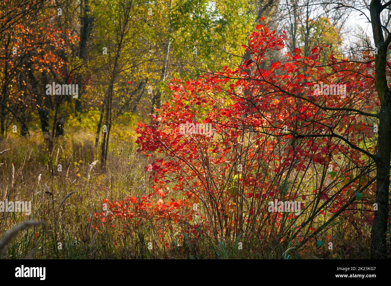 Autumn trees with colored leaves in the forest in autumn Stock Photo