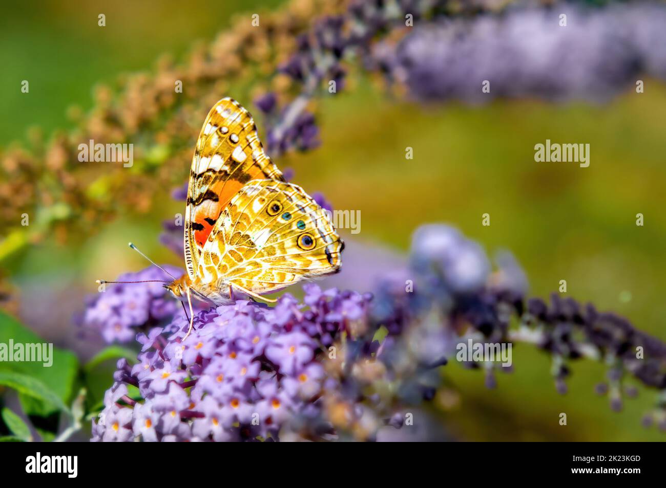 A Vanessa (Cynthia) cardui, Nymphalinae on a purple Buddleja flower in the botanic garden of Kiev, Ukraine, during a hot summer day Stock Photo