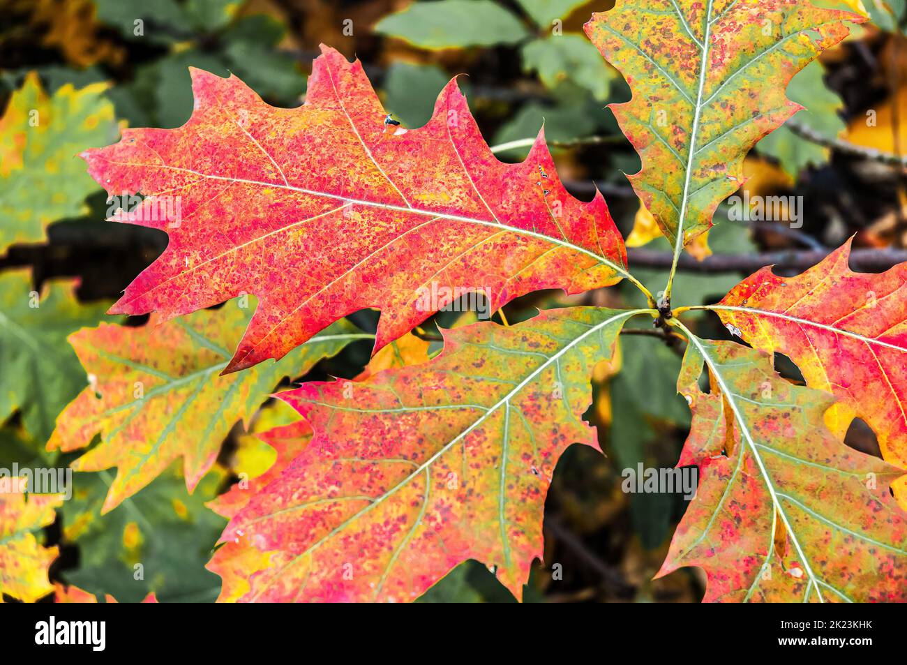 Colored autumn leaves in the forest. Stock Photo