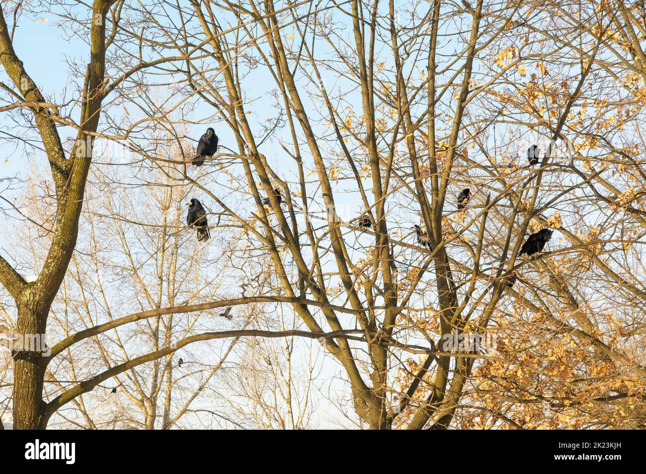 Hooded crows perched on the top of tree branches are waiting to take flight during a clear winter day Stock Photo