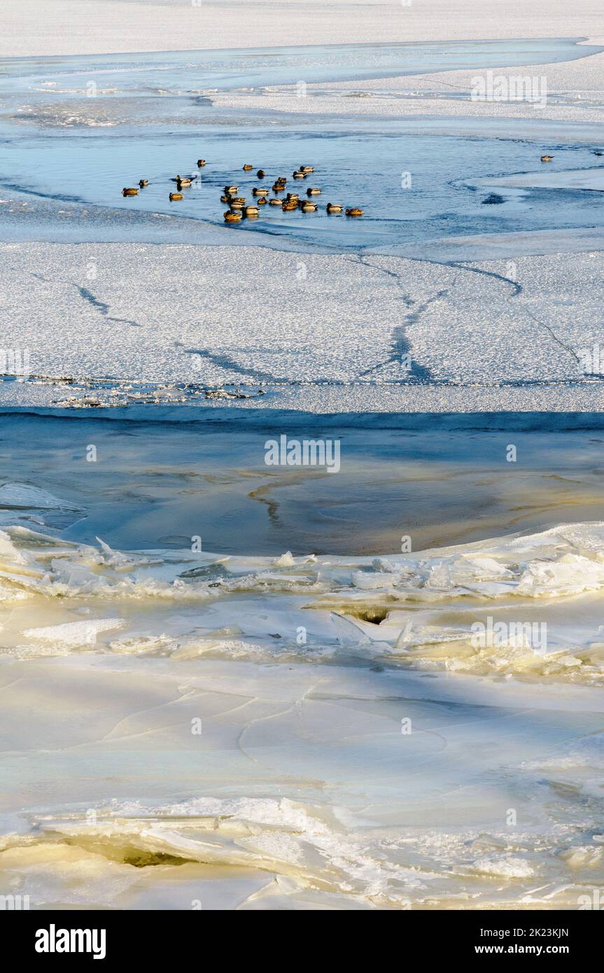 Landscape with frozen water, ice and snow on the Dnieper river in Kiev, Ukraine, during winter, Ducks rest on the ice Stock Photo
