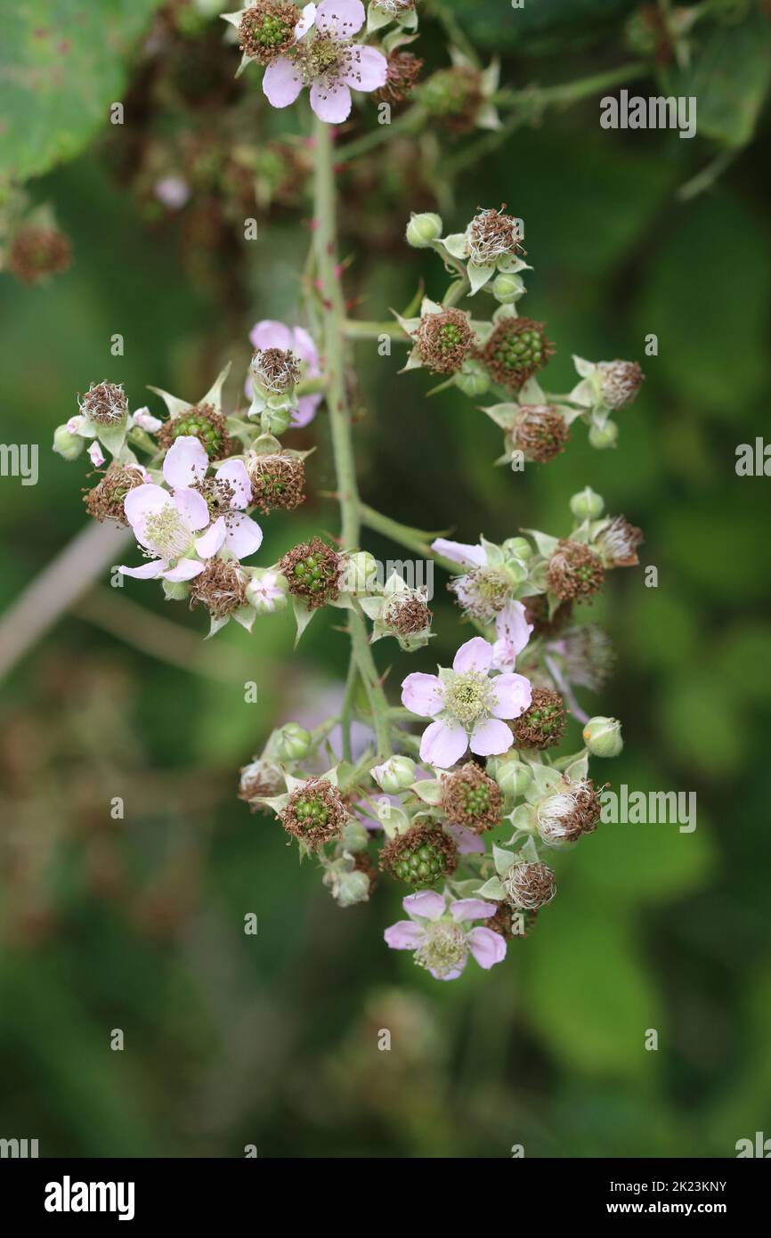 Pale pink bramble, Rubus fruticosus, flowers in close up with ripening green fruits and a background of blurred leaves, fruits and buds. Stock Photo