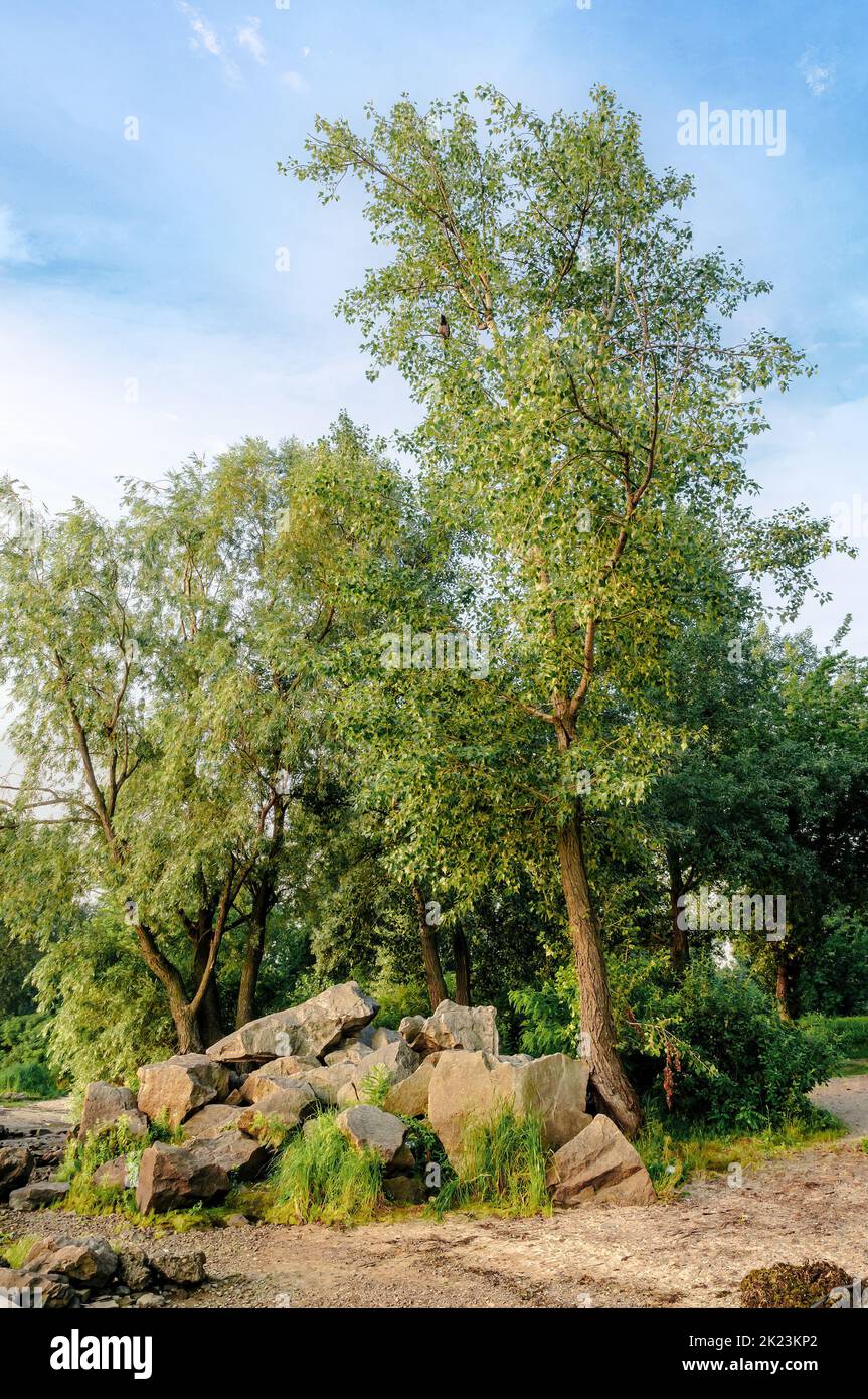 View of  poplars, willows and huge rocks, close to the blue Dnieper River in Kiev, Ukraine, in summer. Stock Photo