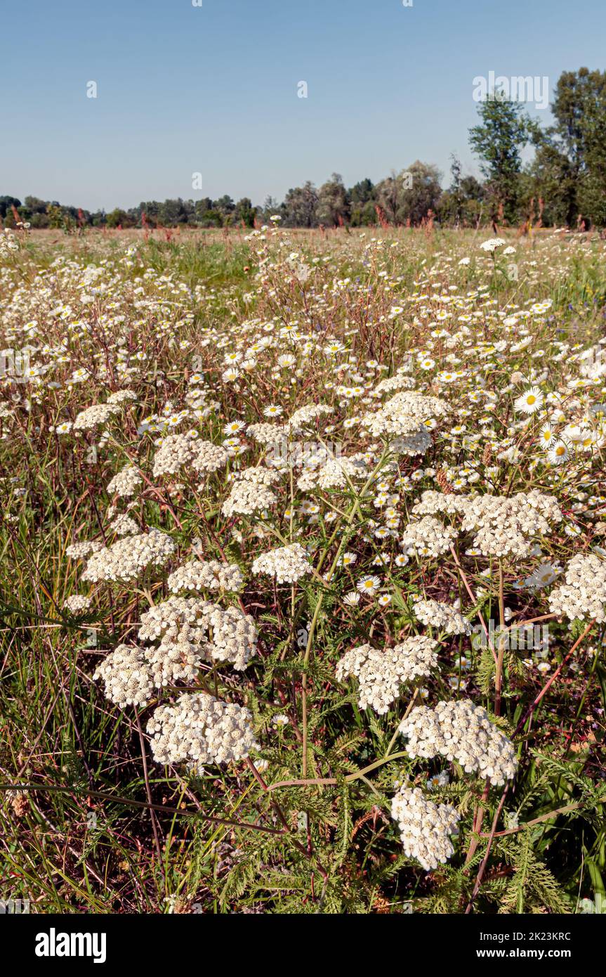White Achillea Pannonica flowers in a field in the Mirovets park of Kiev, Ukraine, under the sun Stock Photo