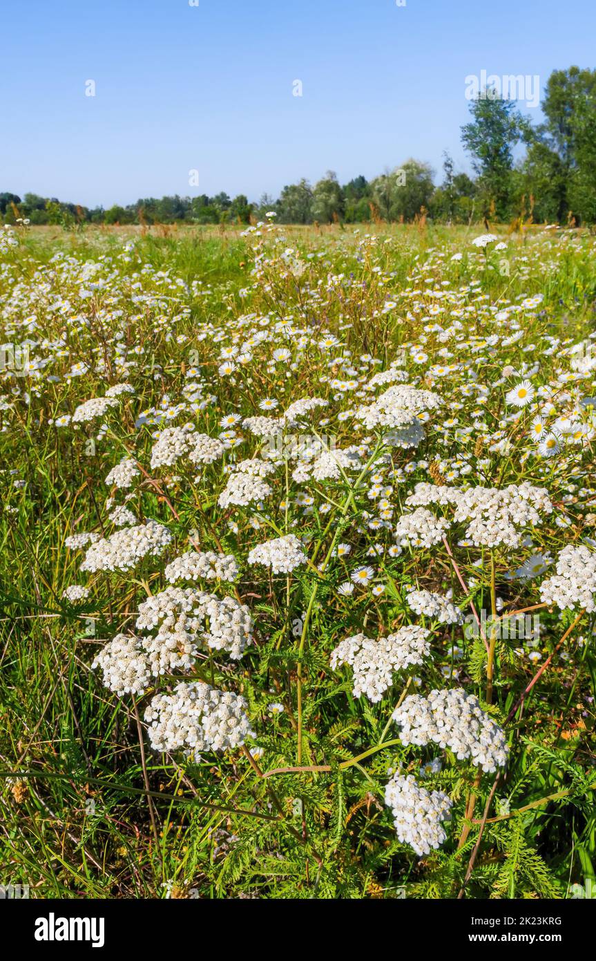White Achillea Pannonica flowers in a field in the Mirovets park of Kiev, Ukraine, under the sun Stock Photo