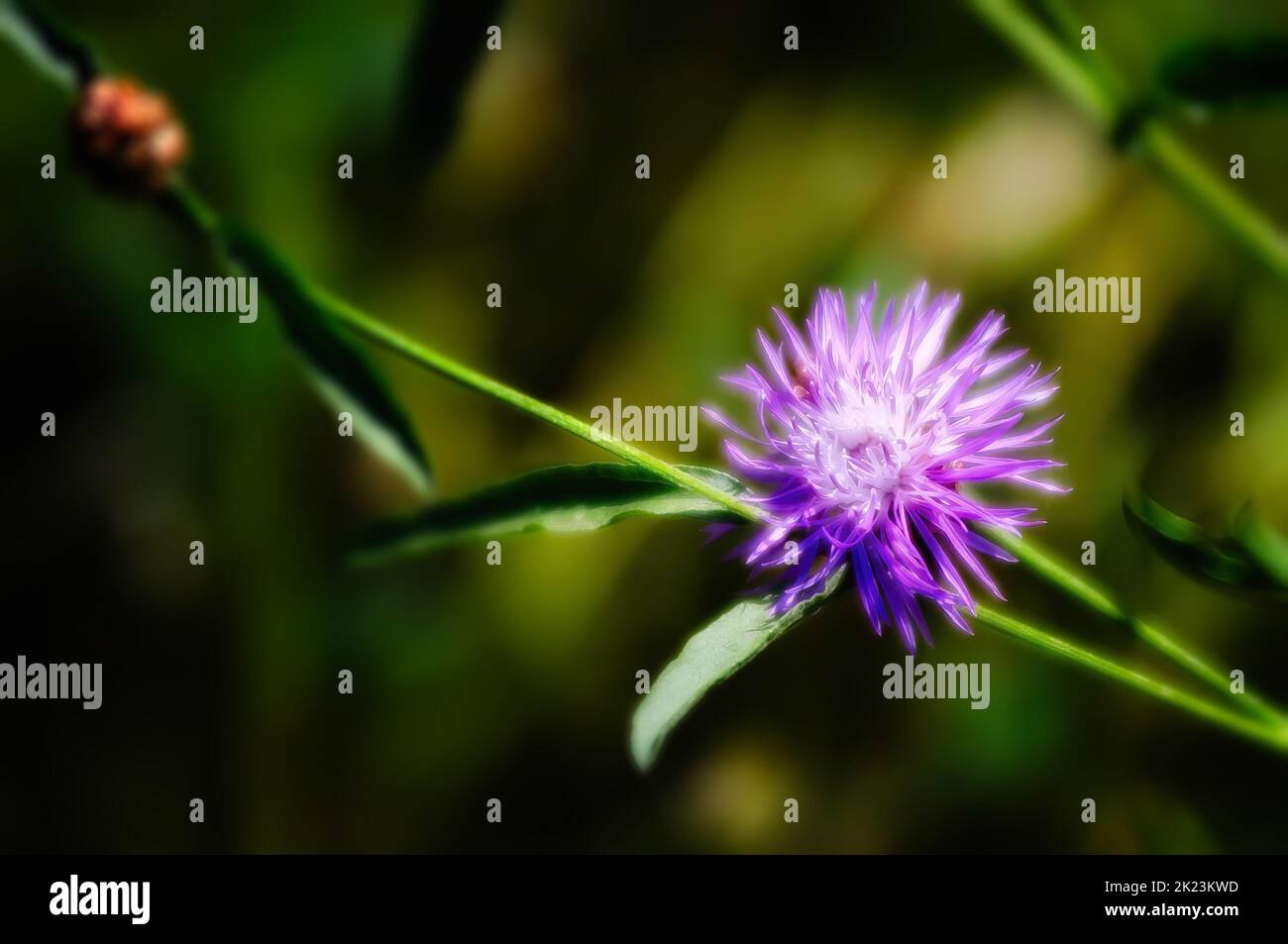 Centaurea phrygia L. subspecies pseudophrygia flower, also known as wig knapweed, growing in the meadow in Kiev, Ukraine Stock Photo