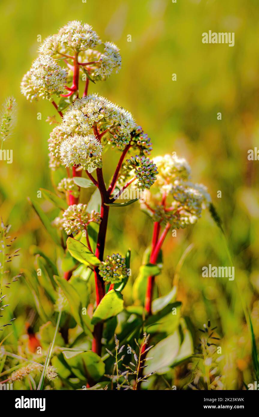 Hylotelephium maximum flower growing im the meadow close to Kiev in Ukraine Stock Photo