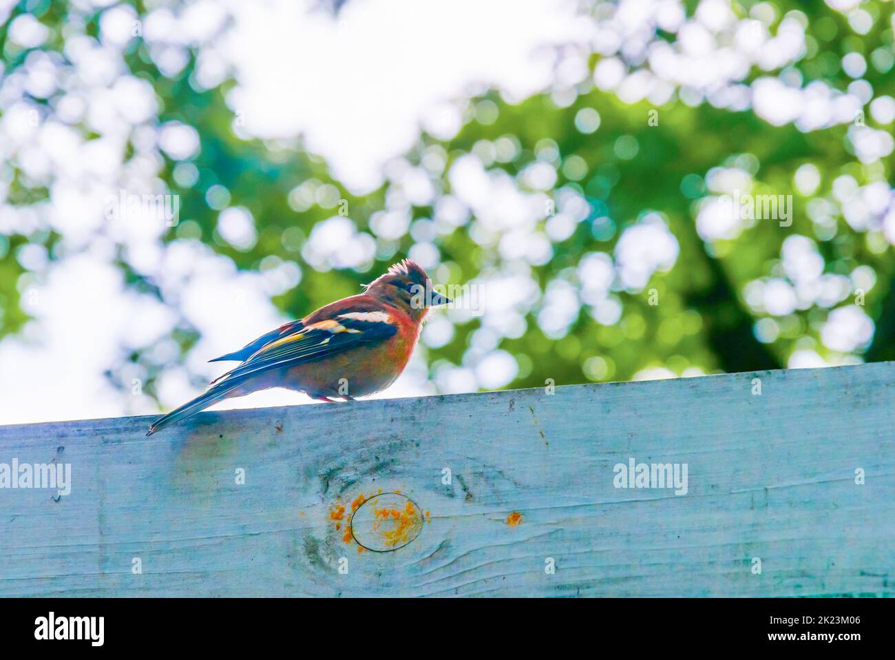 Fringilla coelebs also known as common chaffinch or chaffinch, perched on a wooden fence in the marinskij park of Kiev, Ukraine Stock Photo