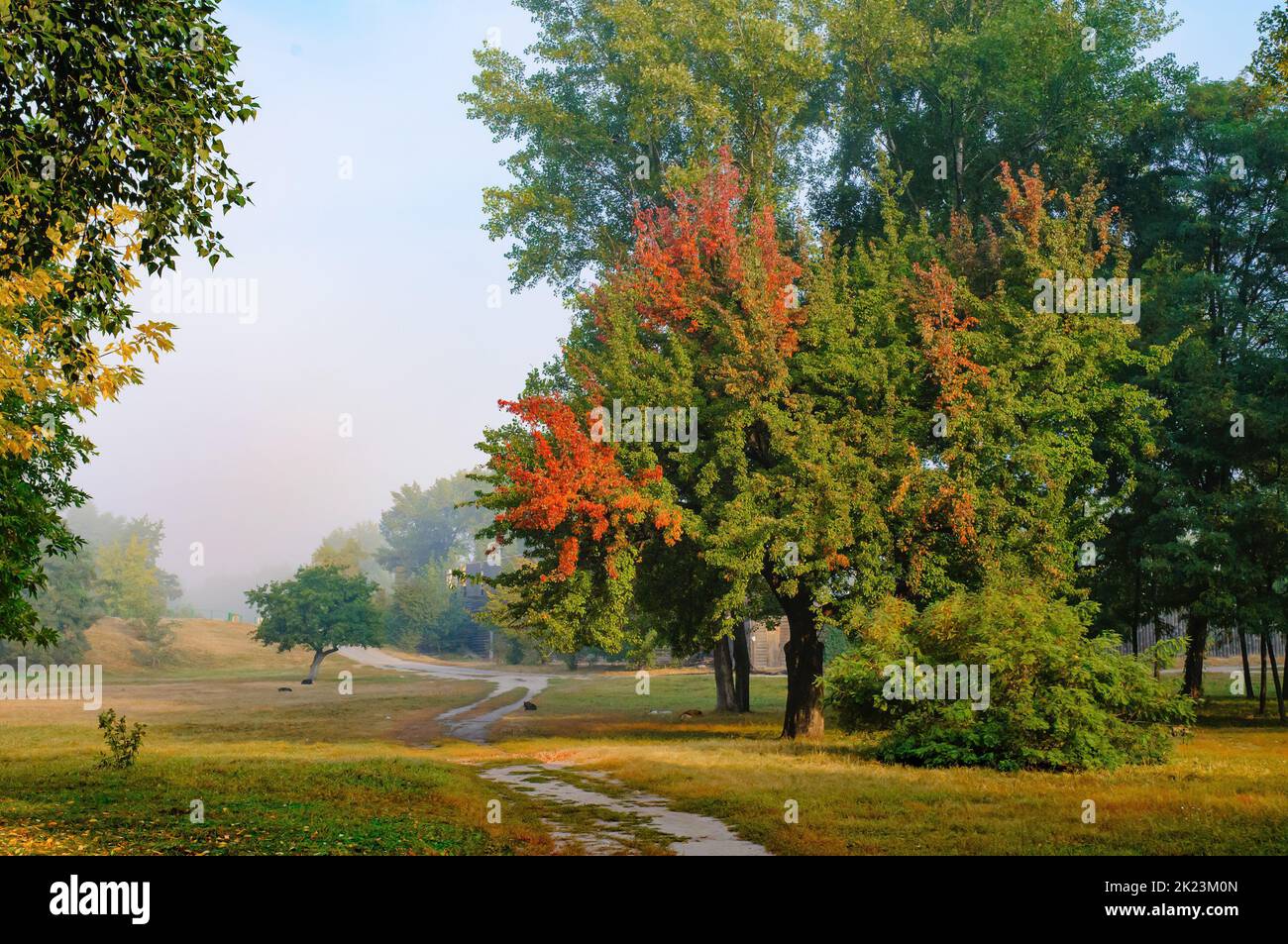 Autumn trees with colored leaves in the park in autumn Stock Photo