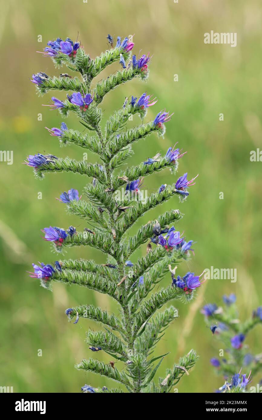 Blue vipers bugloss, Echium vulgare, flower spike with a blurred background of grass. Stock Photo