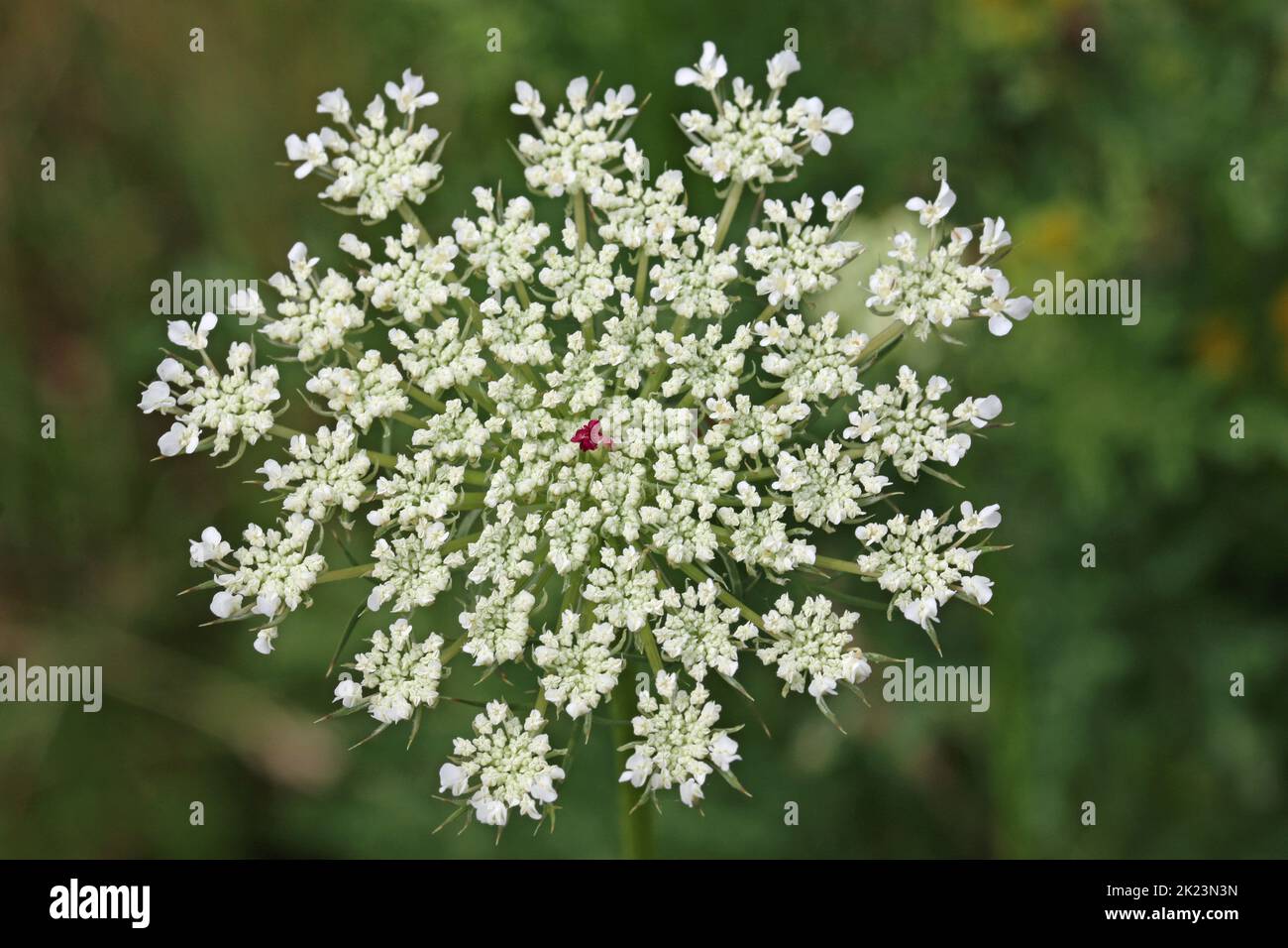 Wild carrot, Daucus carota, flower umbel in close up seen from above with a blurred background of leaves. Stock Photo
