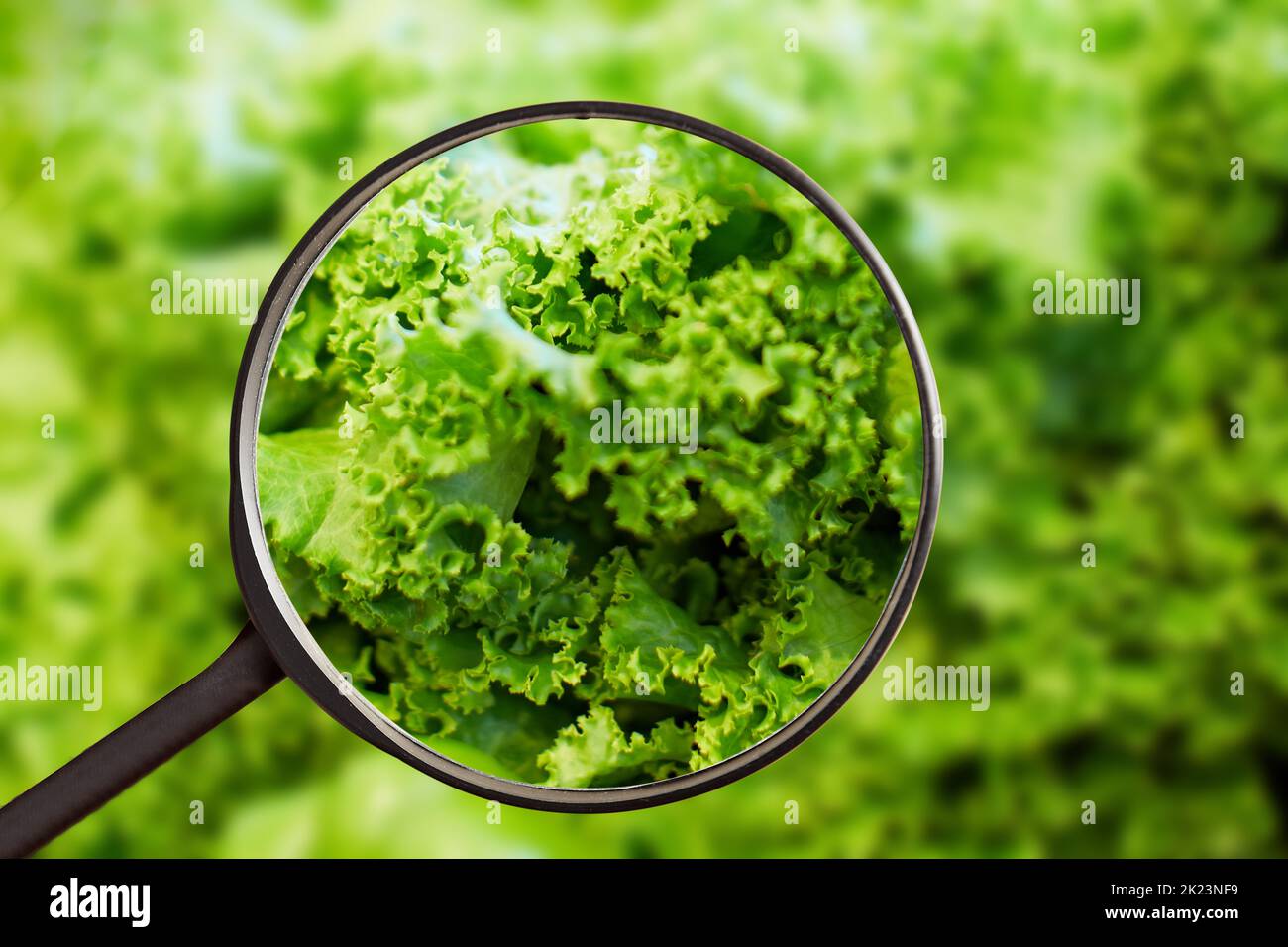 Lollo Bionda brand fresh cut lettuce in the supermarket under a magnifying glass to analyze for harmful substances Stock Photo