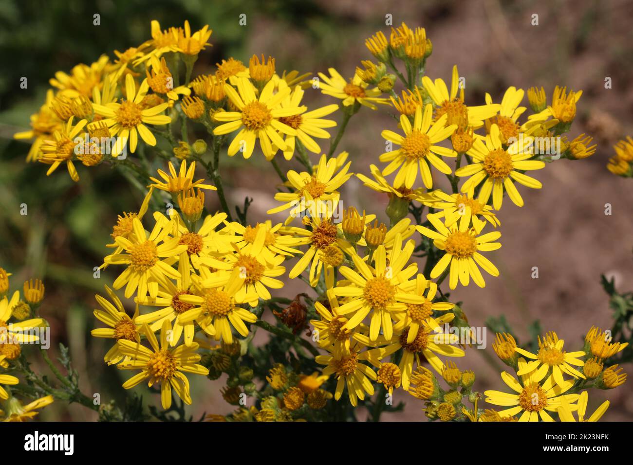Yellow ragwort, Senecio jacobaea, flowers in close up with a blurred background of leaves. Stock Photo