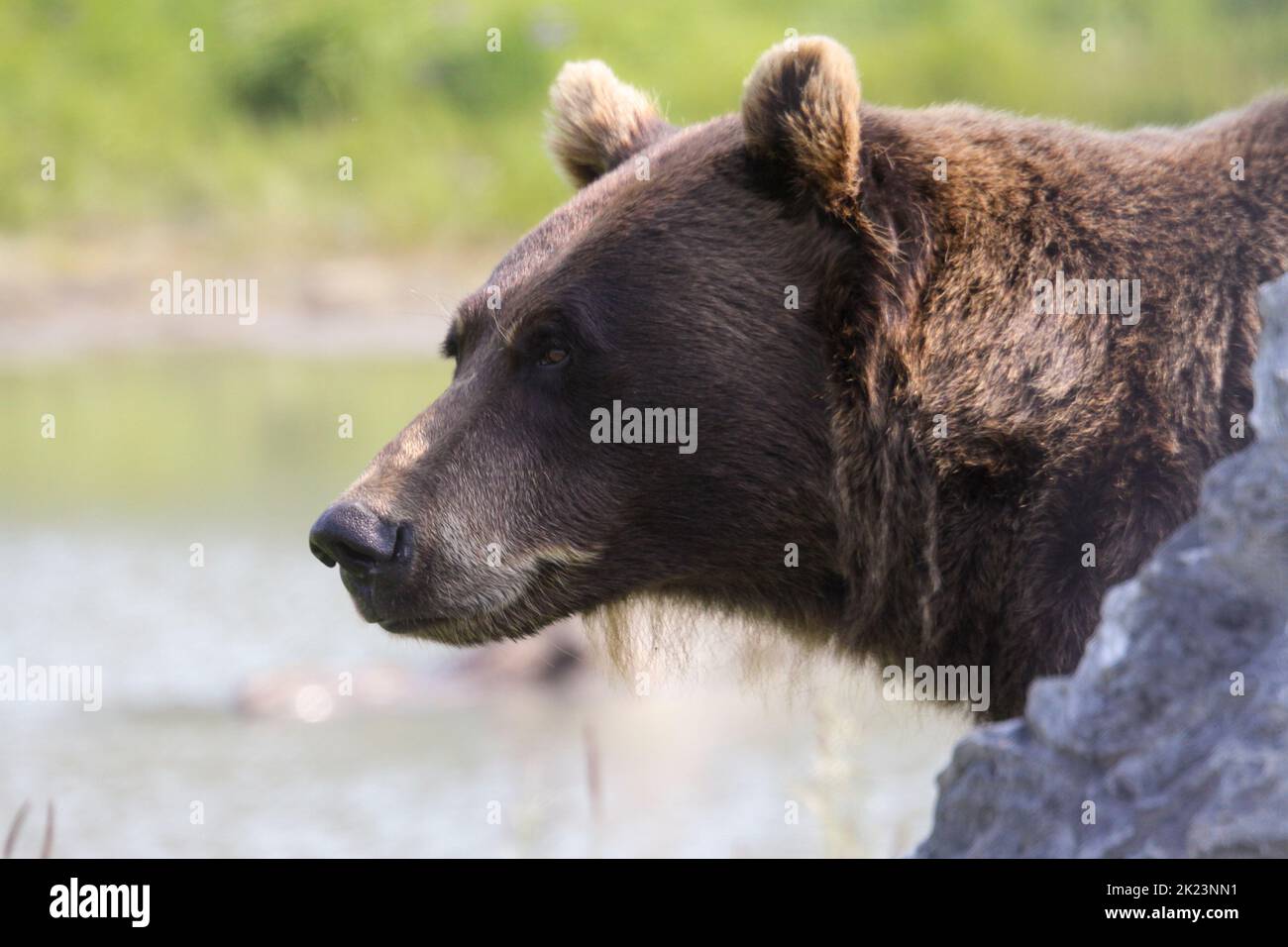 Grizzly bear Animal Park Homer, Alaska Stock Photo - Alamy