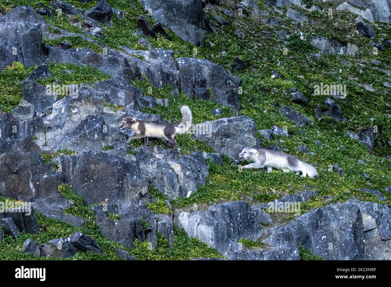 A couple of Arctic Fox (Vulpes lagopus) adult in summer pelage, in the tundra Spitsbergen, Svalbard, Norway Stock Photo