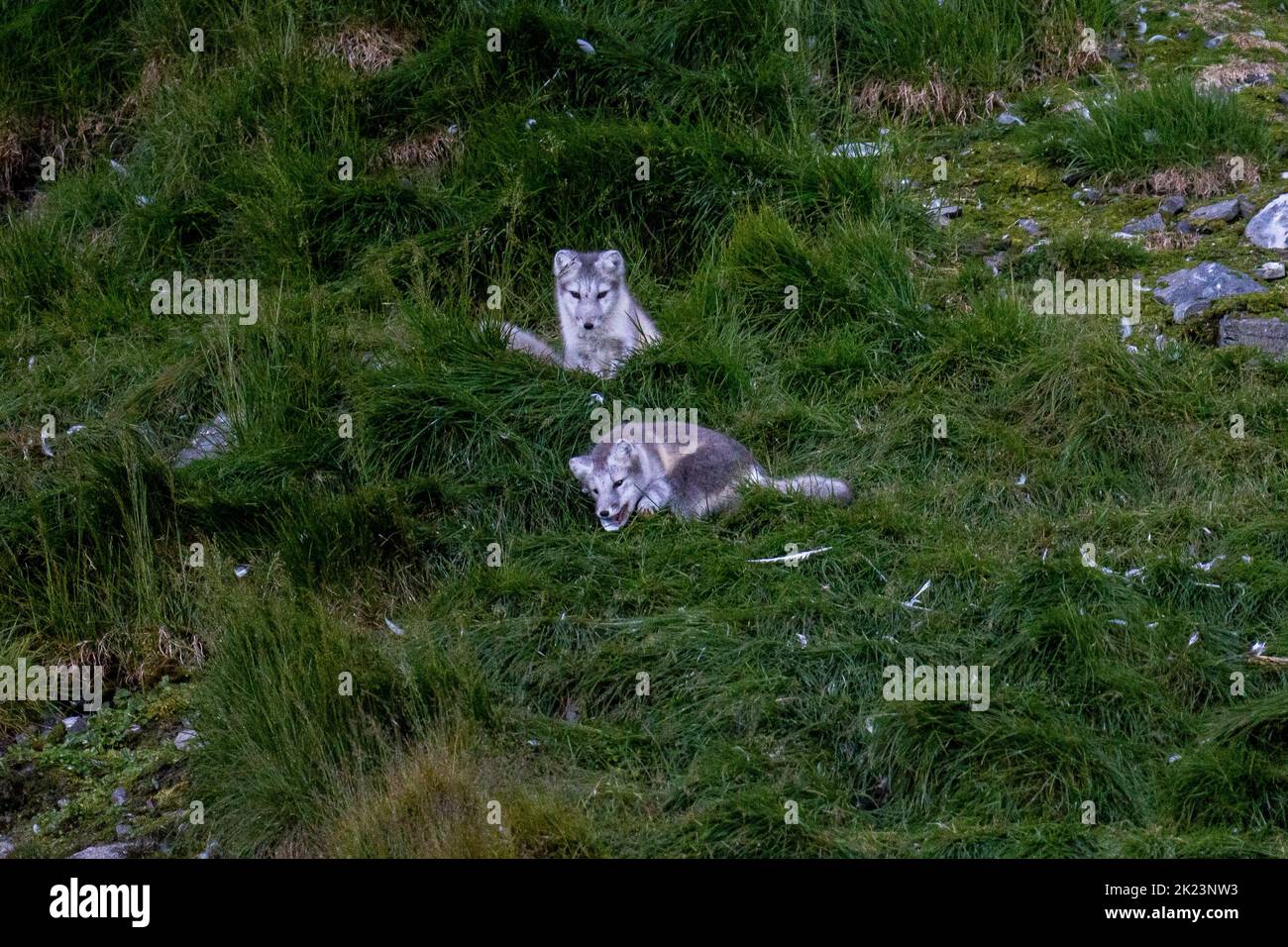 2 Pups Arctic Fox (Vulpes lagopus) adult in summer pelage, in the tundra Spitsbergen, Svalbard, Norway Stock Photo