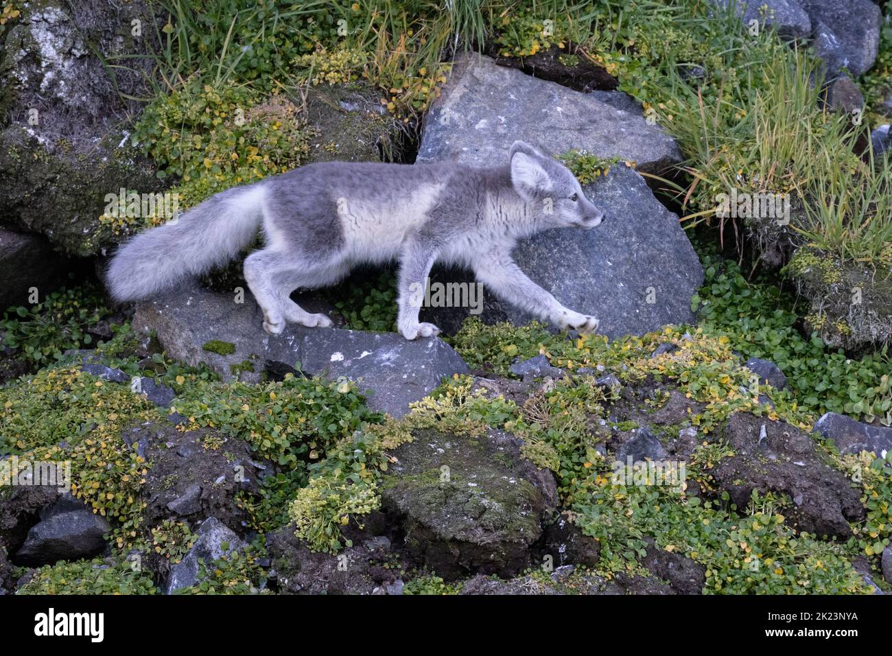 Arctic Fox (Vulpes lagopus) adult in summer pelage, in the tundra Spitsbergen, Svalbard, Norway Stock Photo