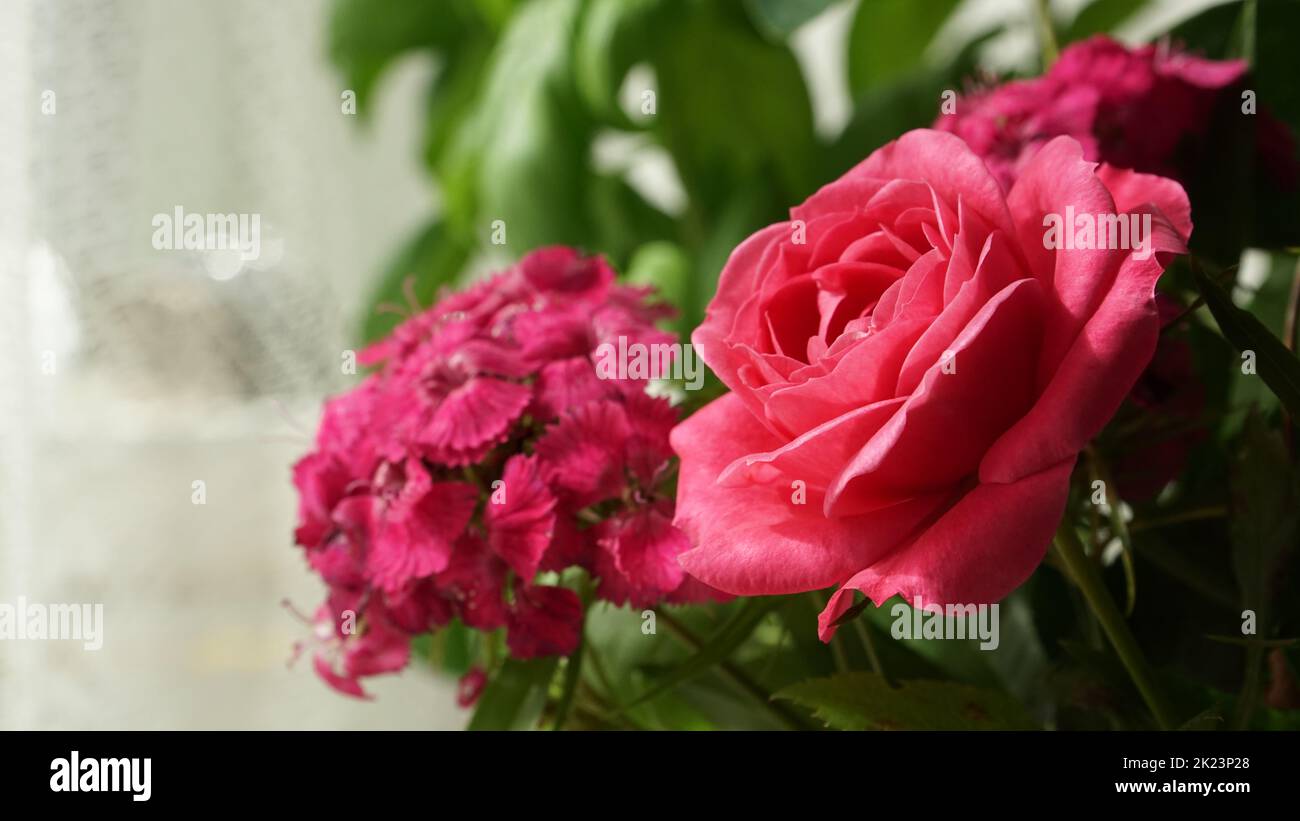 The close-up view of a blooming rose flower in a bouquet of red Williams Flowers. Shallow depth of field with a blurry background. Stock Photo