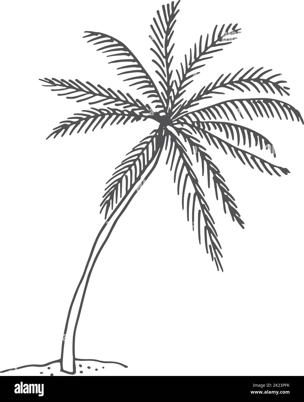 Palm sketch. Growing tropical tree in hand drawn style Stock Vector