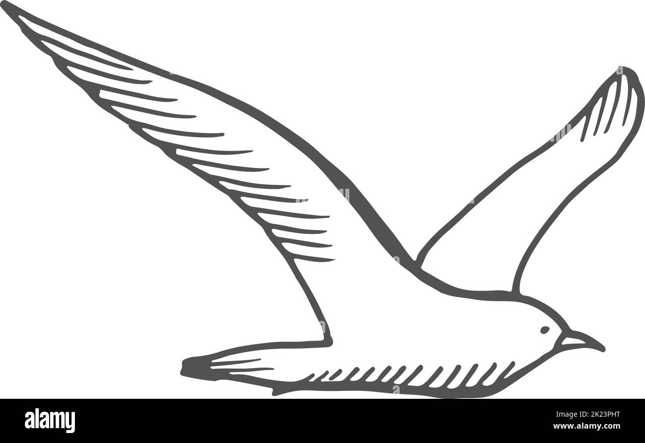 Seagull sketch. Hand drawn sea bird flying Stock Vector