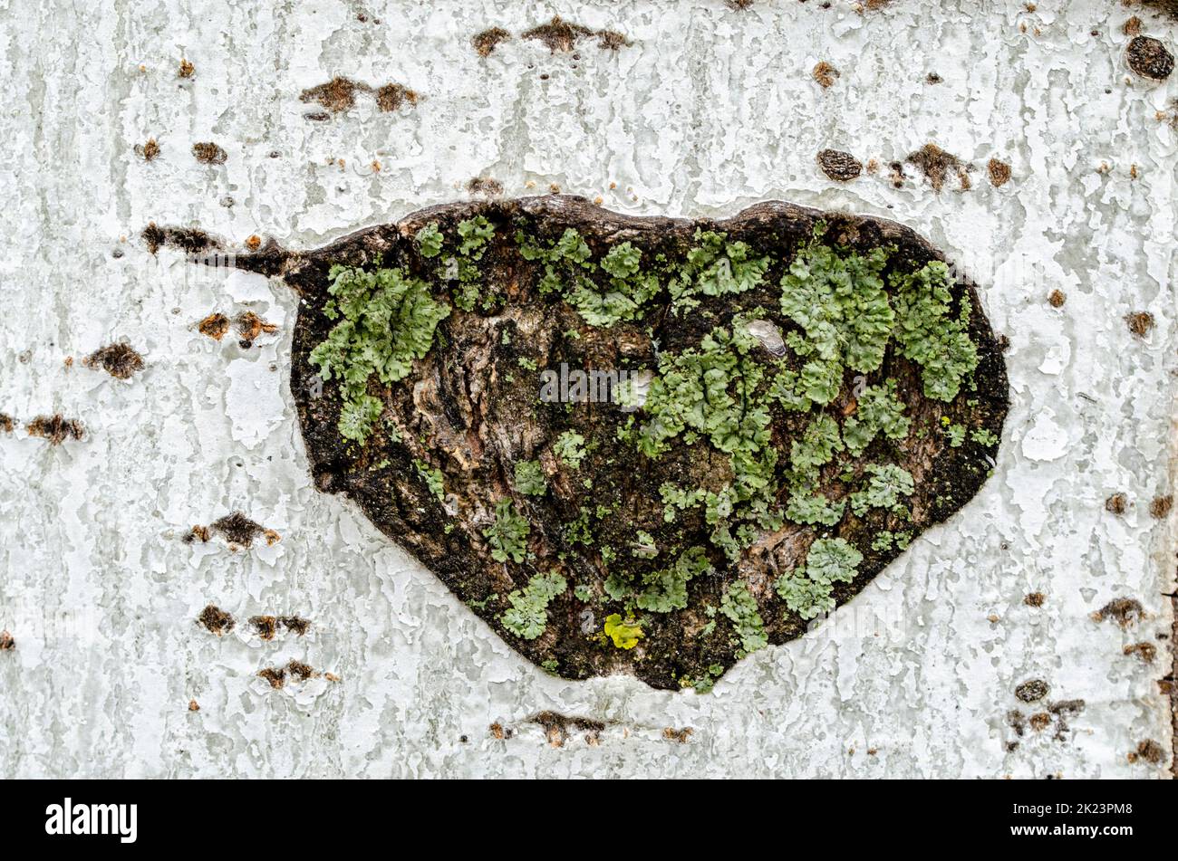 heart symbol carved in mossy tree bark Stock Photo