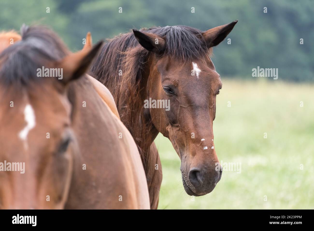 Brown horses Stock Photo