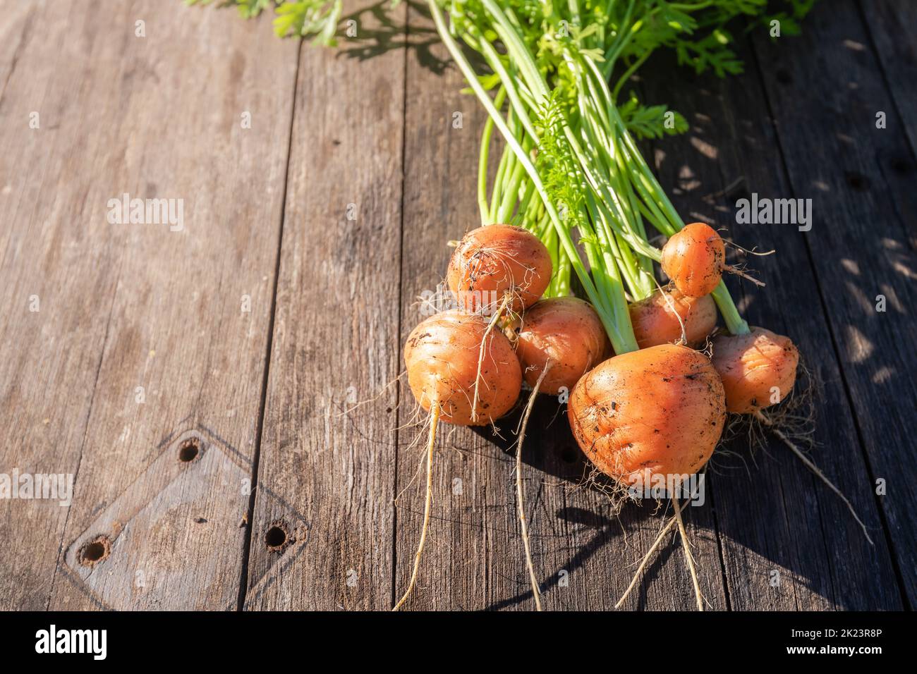 Fresh home garden grown organic round carrot on barn wood Stock Photo