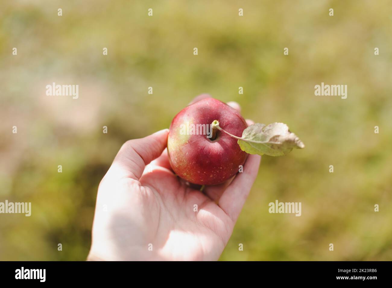 hand holding fresh ripe red apple. Fruit without chemical spraying