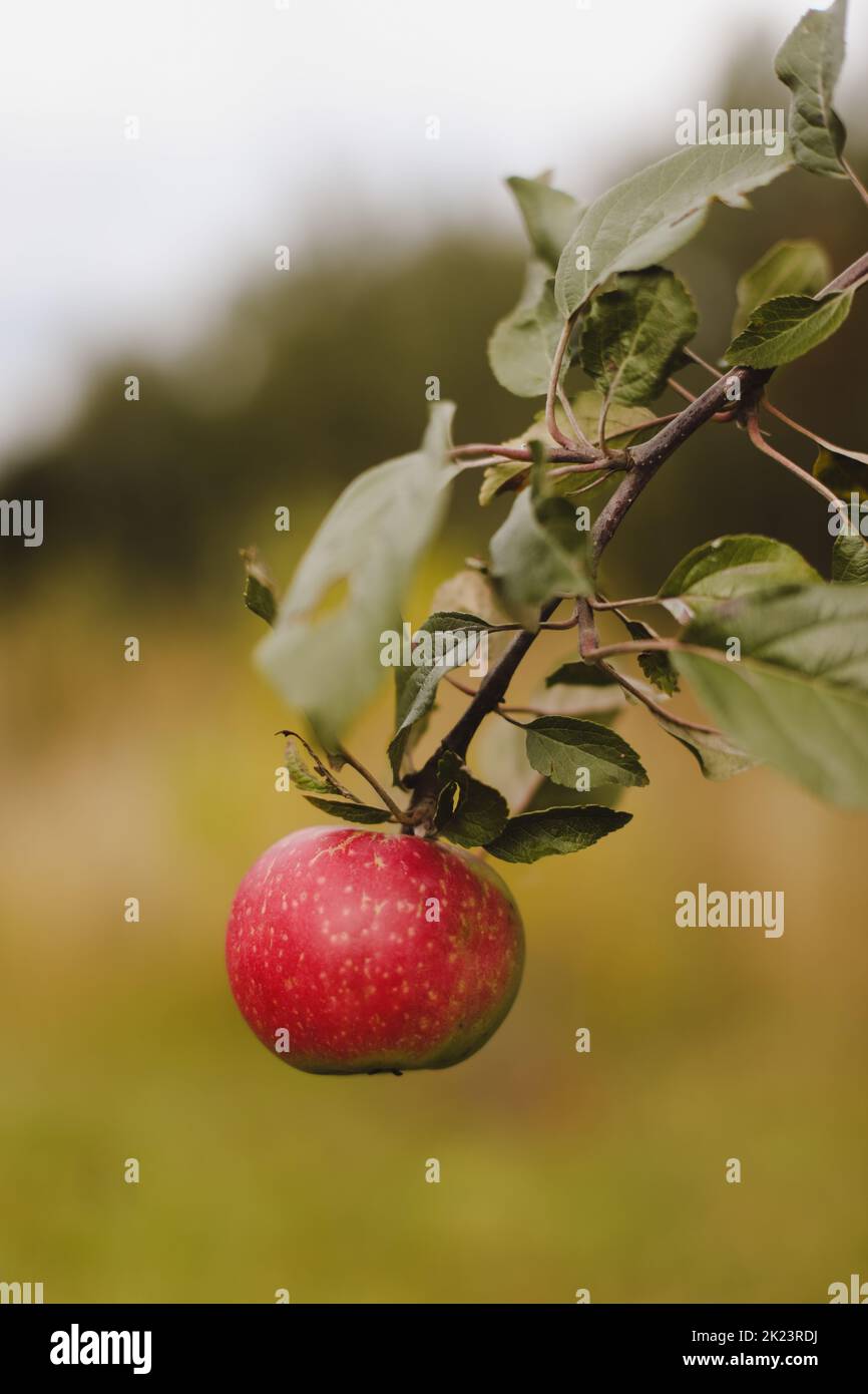 Organic apples. Fruit without chemical spraying. Autumn day. Rural