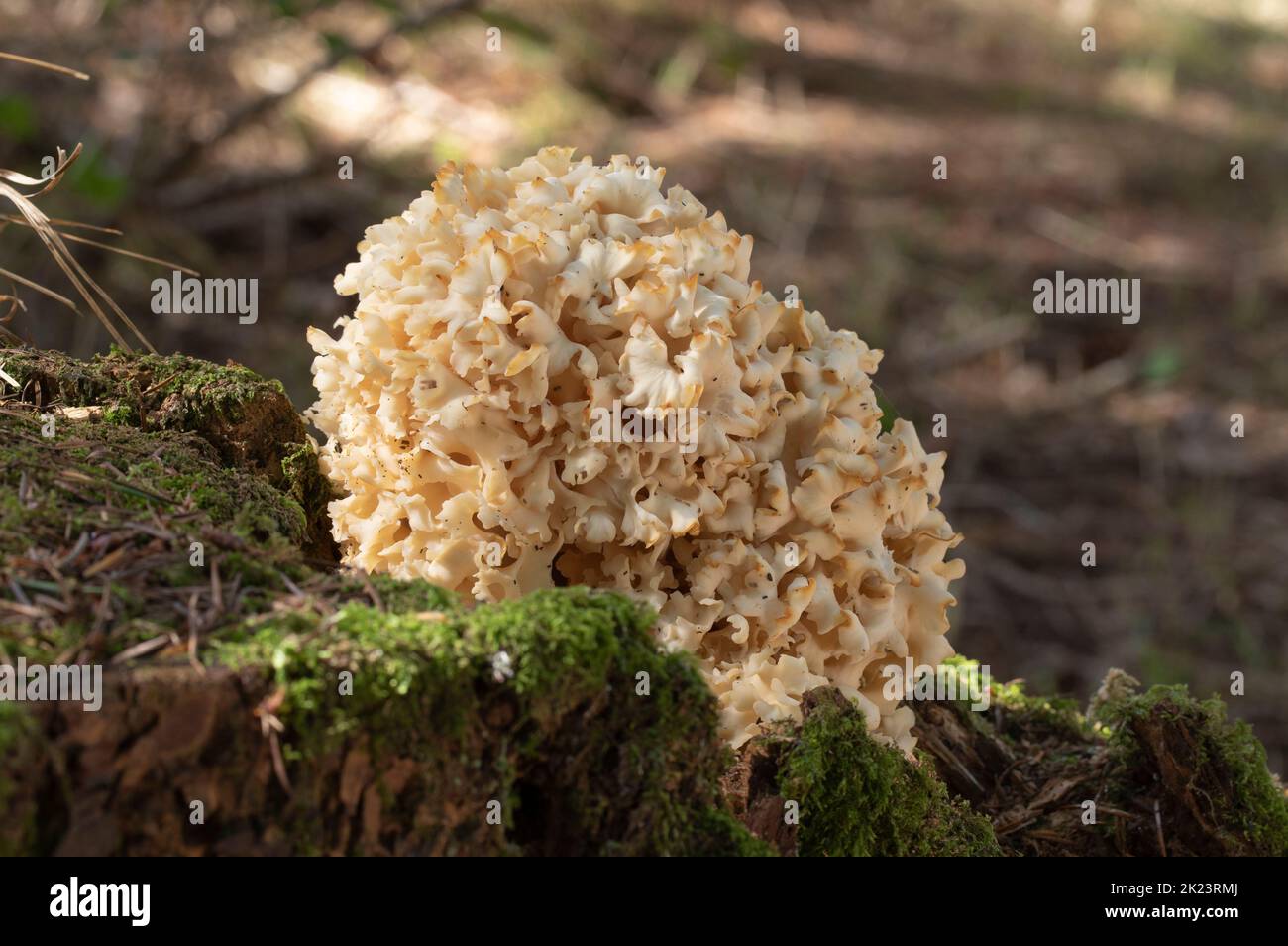 Cauliflower Fungus - Sparassis Crispa Stock Photo