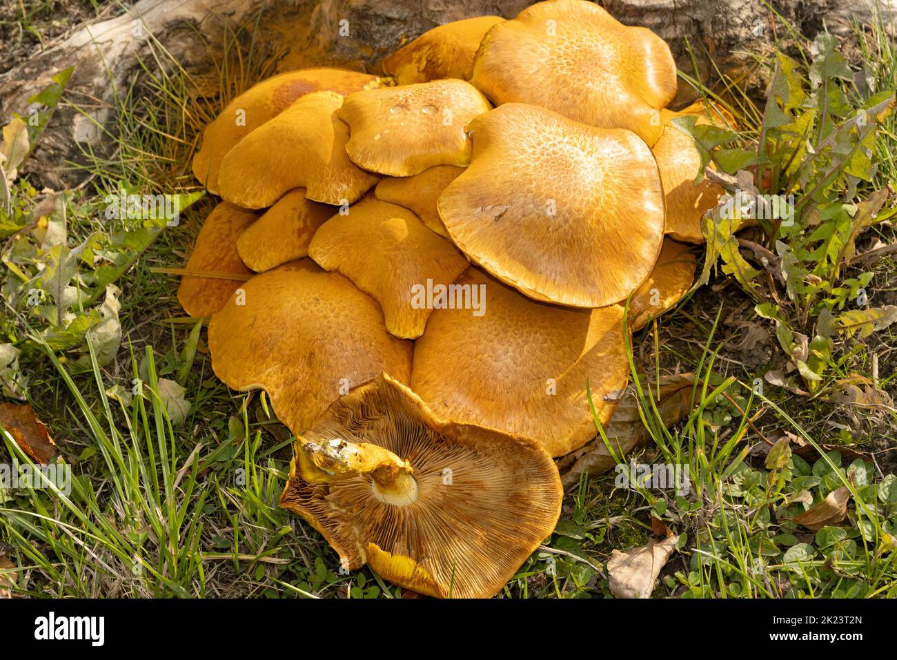 Caps of the aptly named Spectacular Rustgill grow in tightly packed clusters on deadwood in deciduous woodlands. Stock Photo