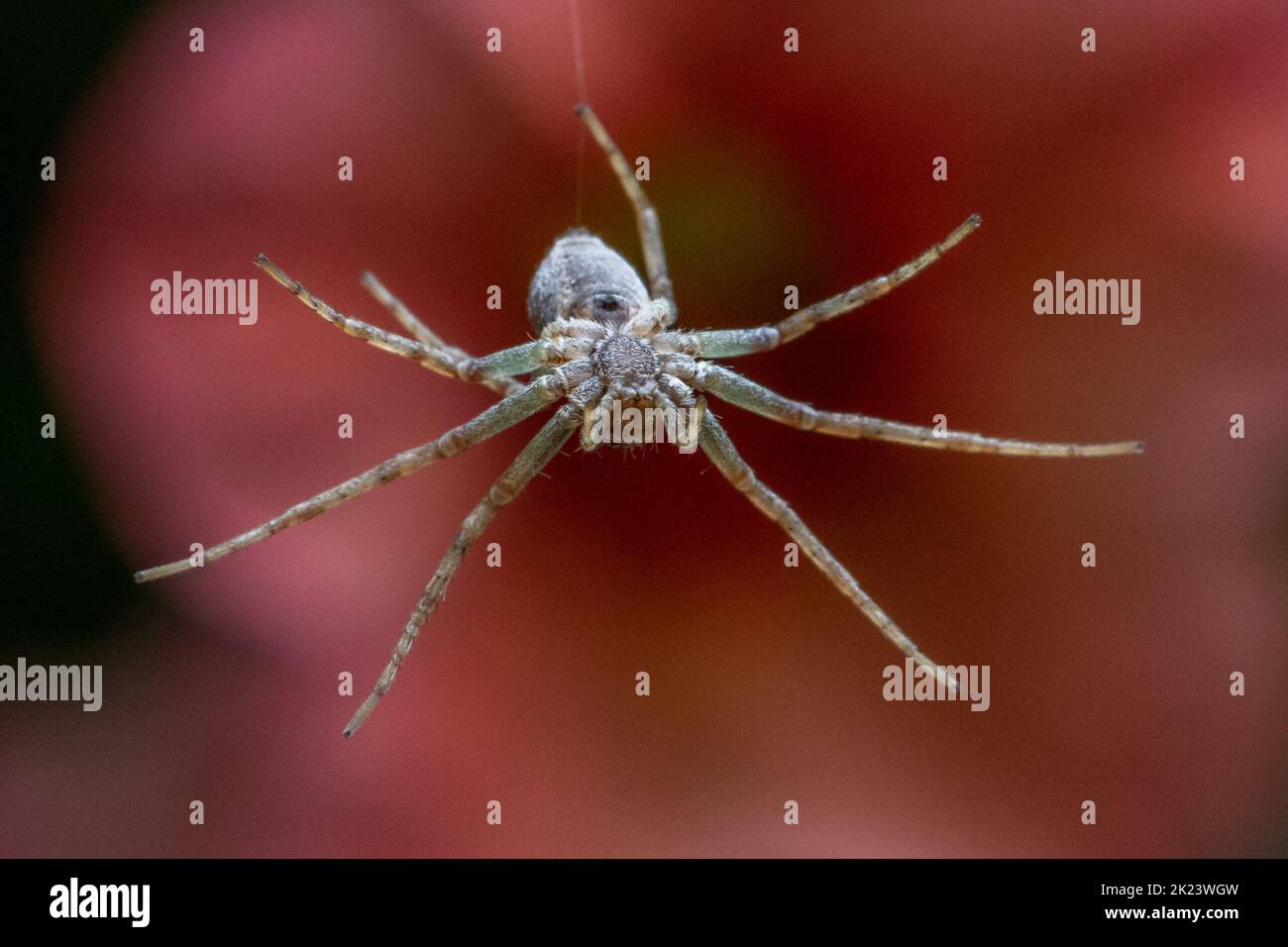 Running crab spider (Philodromidae) lowering itself on a thread past a flower, UK wildlife Stock Photo
