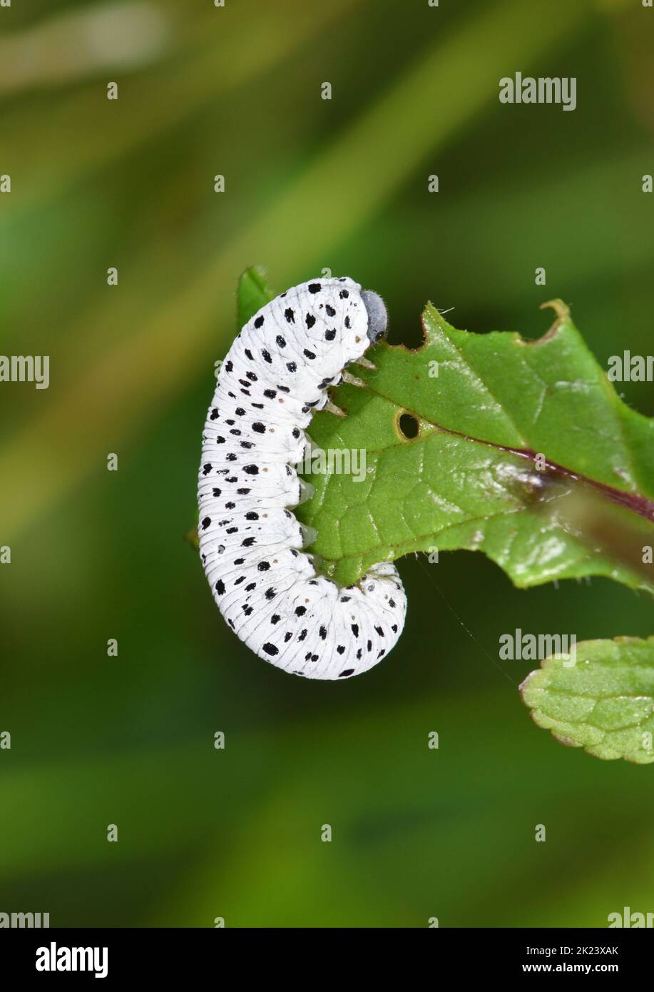 Figwort Sawfly - Tenthredo scrophulariae Stock Photo