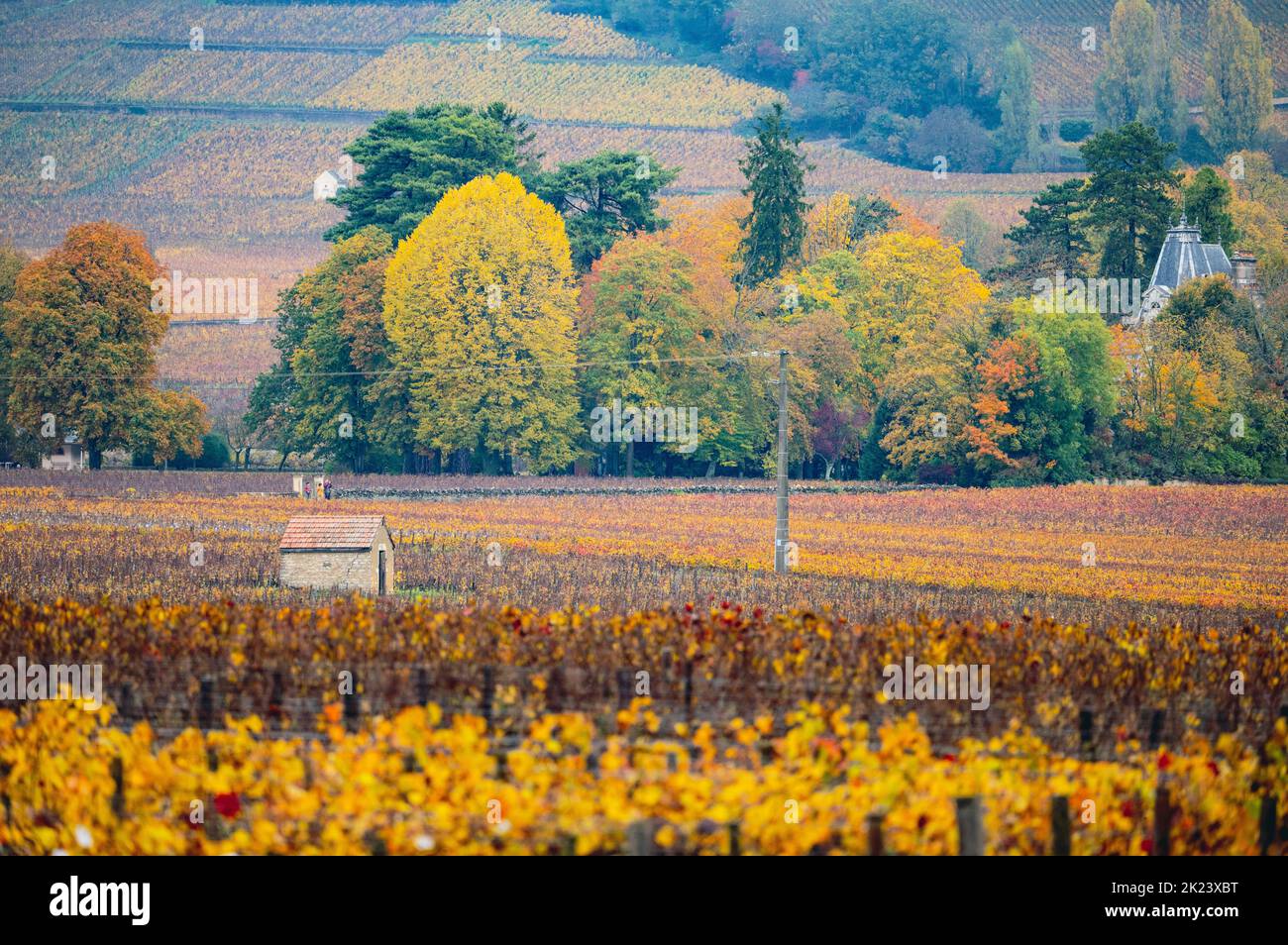 Vineyards in Burgundy, France. Autumn colors Stock Photo