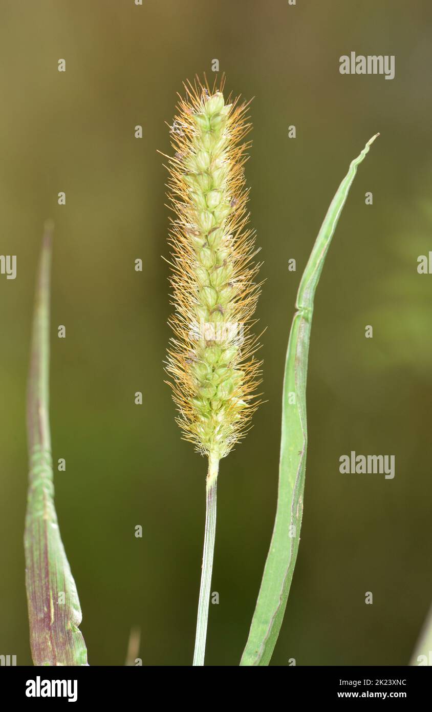Yellow Bristle-grass - Setaria pumila Stock Photo